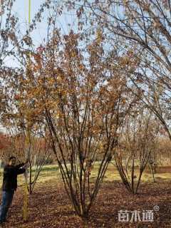 高度700厘米丛生茶条槭