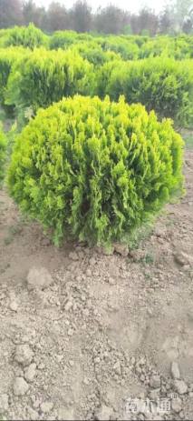 冠幅130厘米洒金柏球