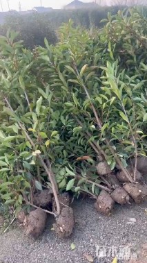 高度150厘米法国冬青