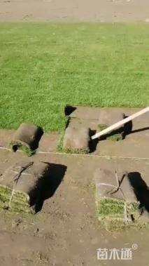 草块状马尼拉草