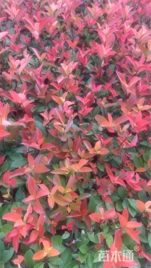 0.7公分红叶石楠