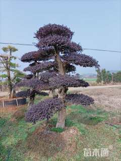 25公分造型红花继木桩