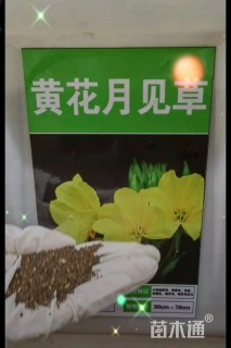 黄花月见草种子美丽月见草种子