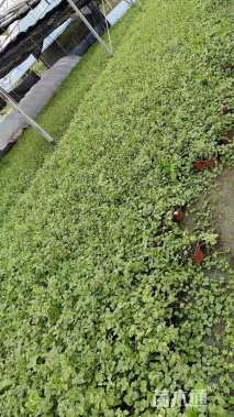 高度30厘米花叶蔓长春