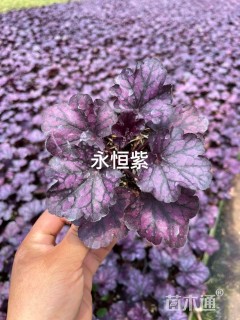 高度20厘米矾根