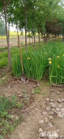 高度40厘米水生鸢尾