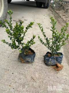 高度40厘米龟甲冬青