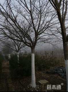 12公分高杆染井吉野樱