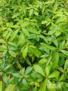 高度120厘米金丝楠木小苗