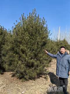 高度350厘米白皮松