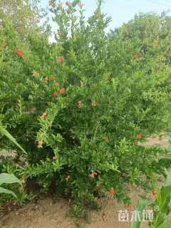 高度300厘米丛生花石榴