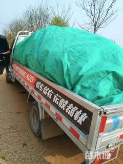 高度10厘米天人菊