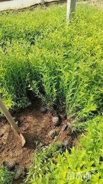 高度30厘米绣线菊