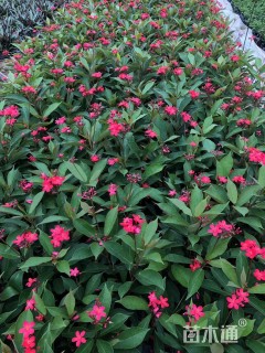 高度30厘米琴叶珊瑚