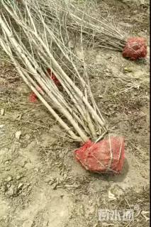 高度300厘米丛生花石榴