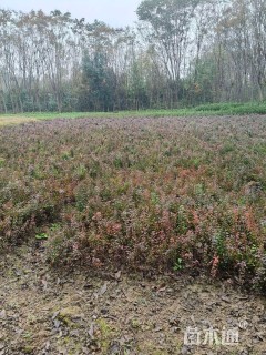 高度30厘米红叶小檗