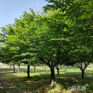 18公分日本晚樱