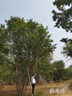 高度1000厘米丛生蒙古栎