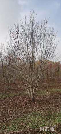 高度800厘米丛生美国红枫