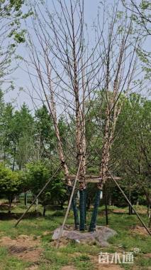 高度900厘米(5杆)丛生白桦