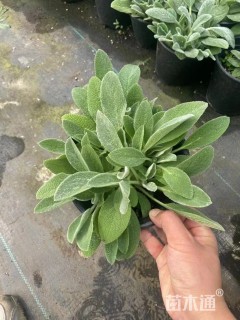 高度20厘米龙胆花