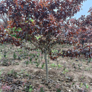 12公分紫叶碧桃