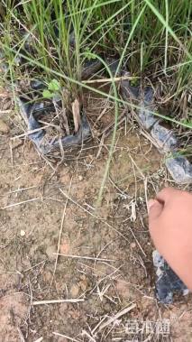 高度50厘米细叶芒