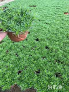 高度10厘米漆姑草