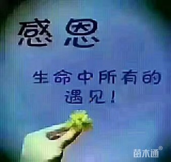 草卷状早熟禾草
