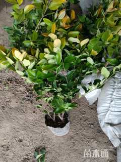 高度40厘米金森女贞小苗