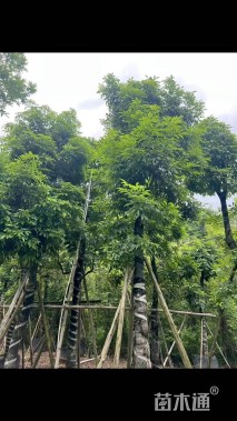 15公分海南红豆