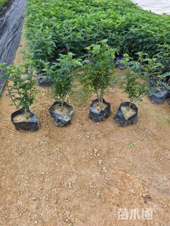 高度25厘米胡椒木