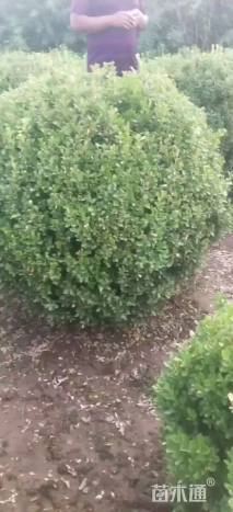 冠幅60厘米小叶黄杨球