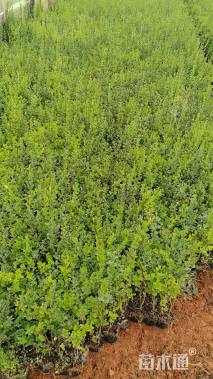 高度25厘米小叶女贞