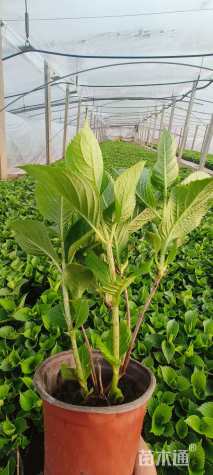 高度20厘米绣球