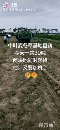 高度15厘米中叶麦冬