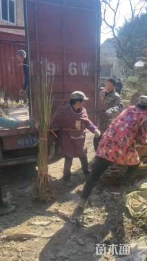 高度80厘米厚朴小苗