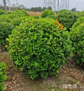 冠幅180厘米大叶黄杨球