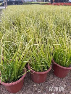 容器苗石菖蒲
