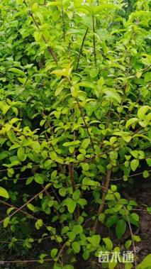 高度200厘米木绣球