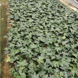 高度25厘米八角金盘小苗