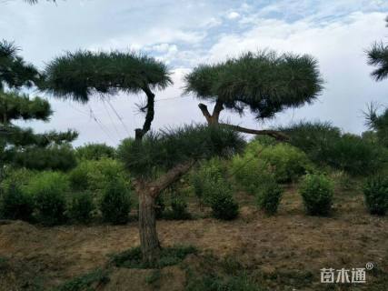 15公分造型黑松