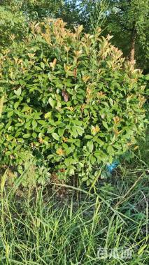 冠幅150厘米红叶石楠球