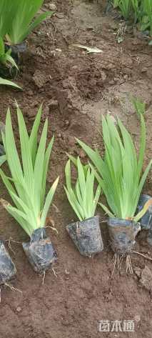 高度40厘米蓝花鸢尾