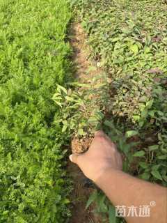 高度22厘米美国薄荷