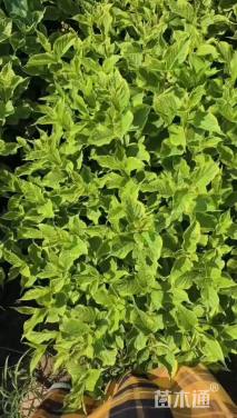 高度40厘米花叶锦带