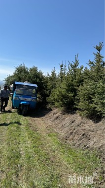 高度250厘米青海云杉