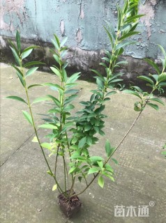 高度60厘米黄金条