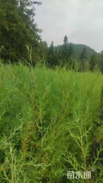 高度100厘米柏木