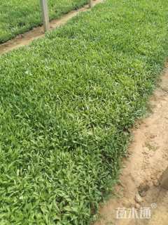 高度15厘米大花金鸡菊